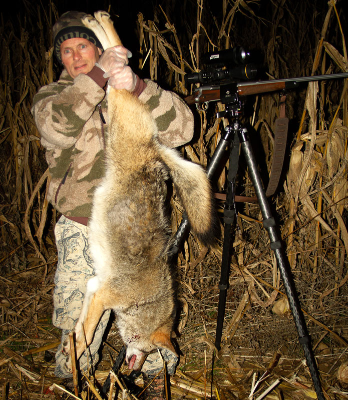 Coyote Predator Hunting