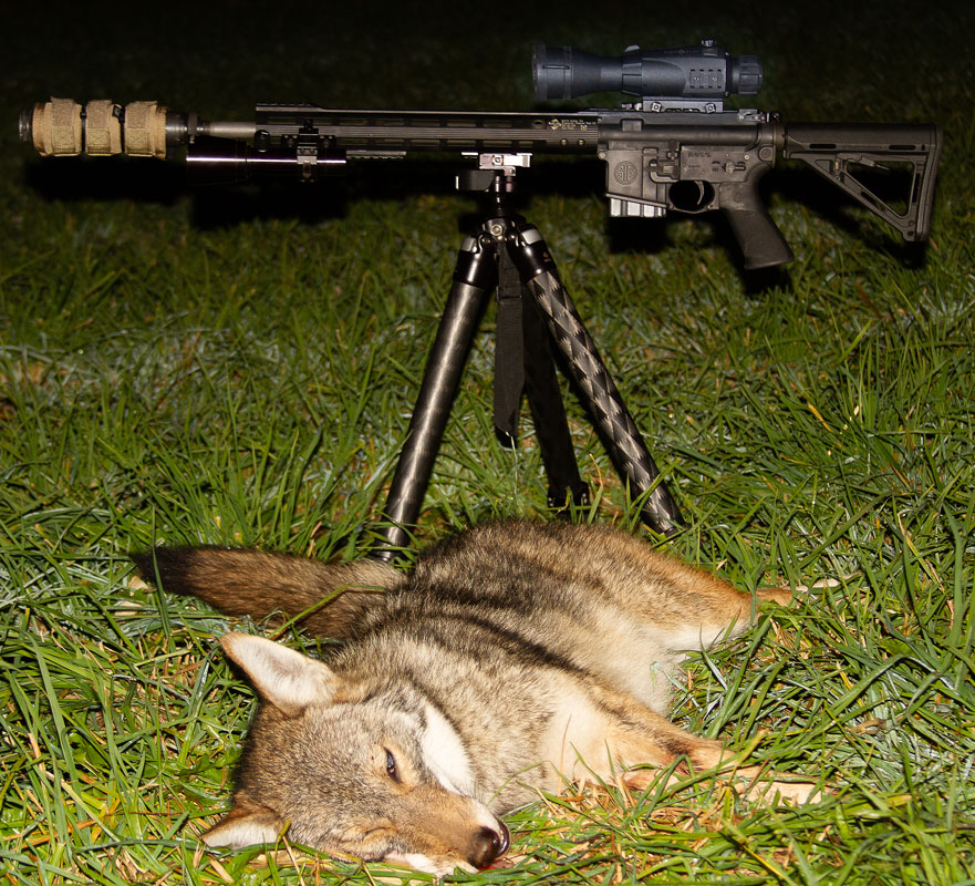 Coyote Predator Hunting